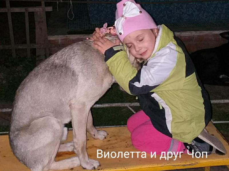 «МОИ ДОМАШНИЕ ЖИВОТНЫЕ»