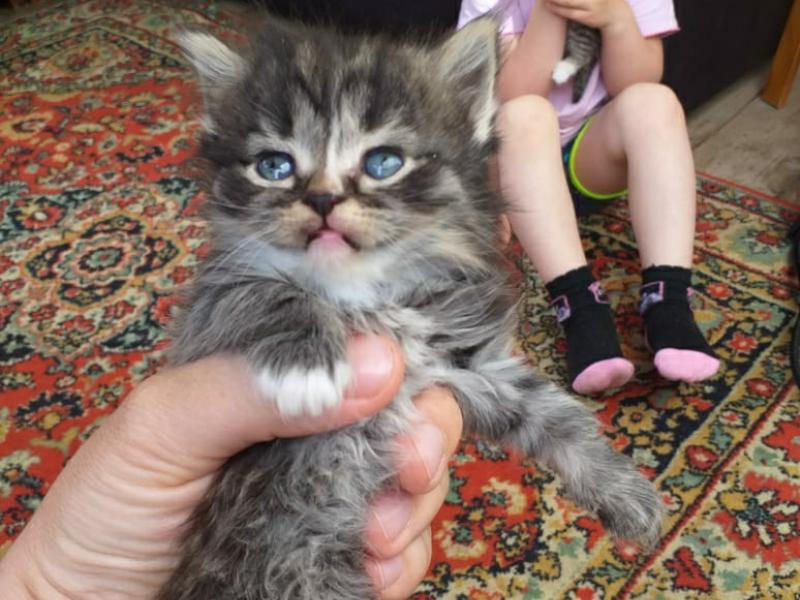  «МОИ ДОМАШНИЕ ЖИВОТНЫЕ»