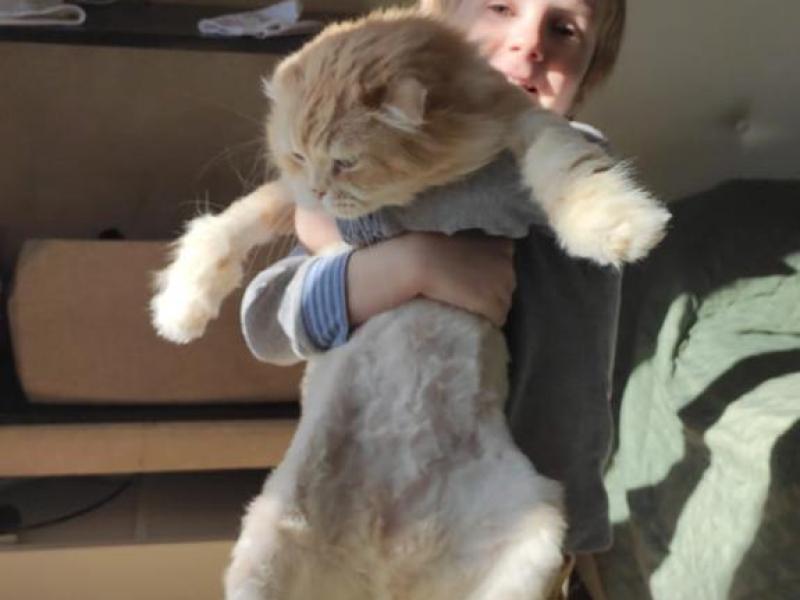 Влад и кот Персилио
